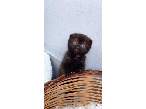 Cana yakın mükemmel bir yavru scottish fold