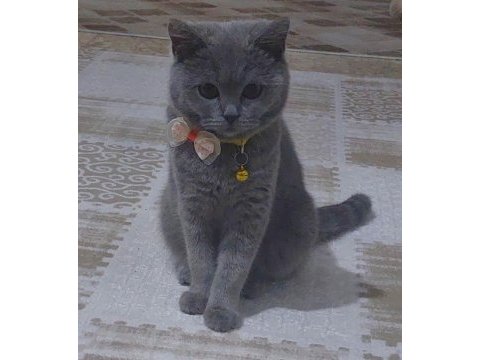 British shorthair