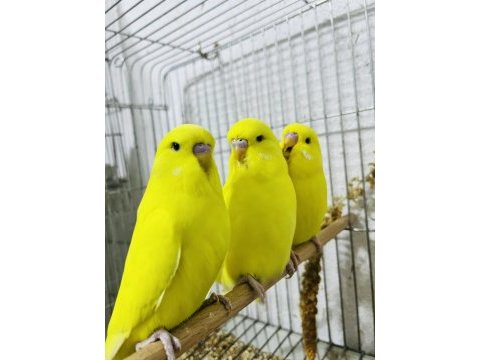 Sağlıklı muhabbet kuşlar