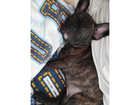 Köpeğimi ücretsiz sahiplendirmek istiyorum
