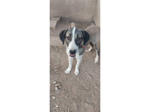3 köpeğimizi sahiplendirme