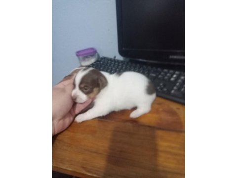2 erkek yavru jack russell