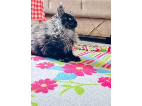 Güzel maine coon bebekler