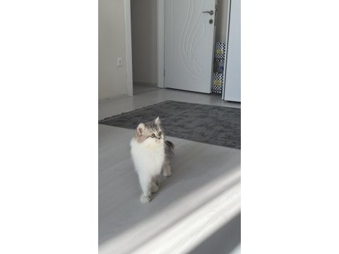 British longhair 3 yaşında