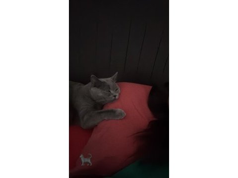 Şifacı pisi çuçu