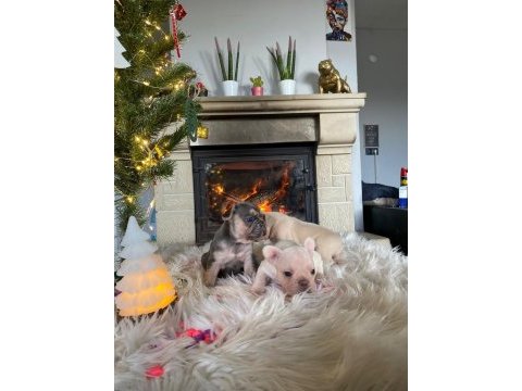Yüksek kaliteli fransız bulldog yavruları