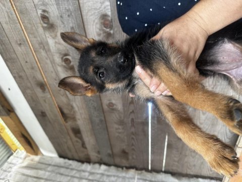 55 günlük alman çoban köpeği yavruları