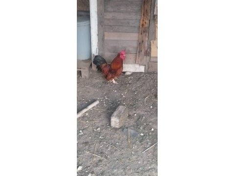 Acil satılık tavuk