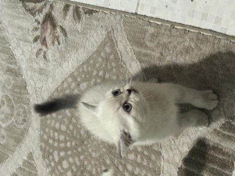 Antalya acil yavru british shorthair erkek
