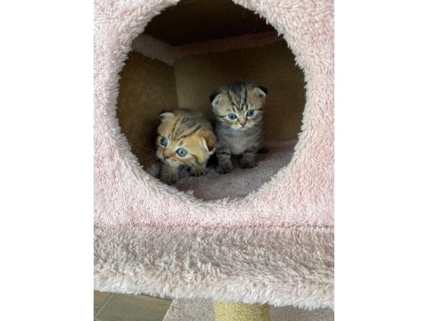 Safkan scottish fold doll face yavrularimiz