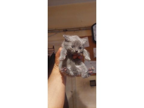Sevimli british shorthair bebiş