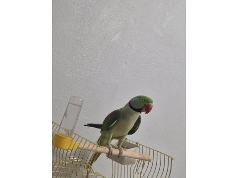 Erkek alexander papağanı
