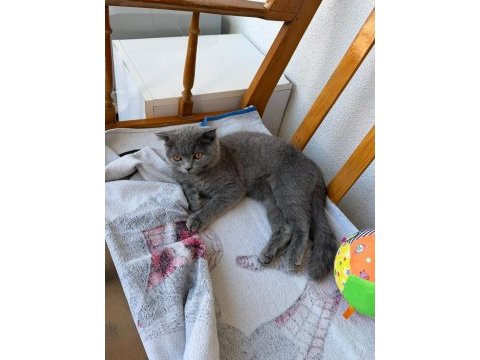 Sindirella güzellik kedimiz