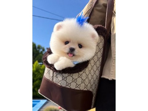 Orjinal pomeranian boo yavrumuz moi