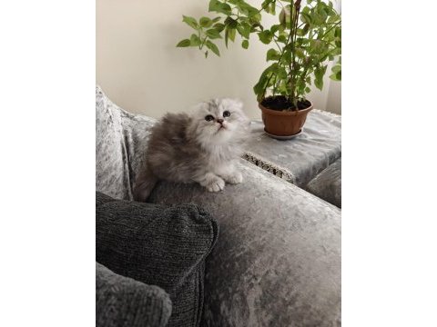 Scottish fold dişi