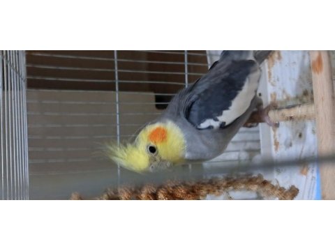 1.5 yaşında kıpır kıpır erkek sultan papağanı