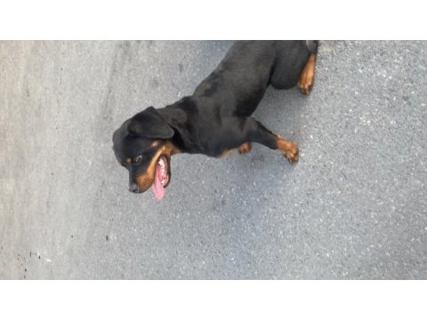 Şecereli 8 aylık dişi rottweiler