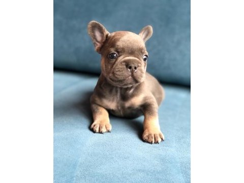 Blue french bulldog yavrularımız