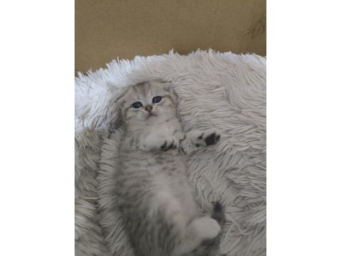 1.5 aylık scottish fold yavrularımız sahiplendirilecektir