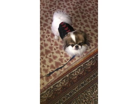 Pekinez 4 yaşında