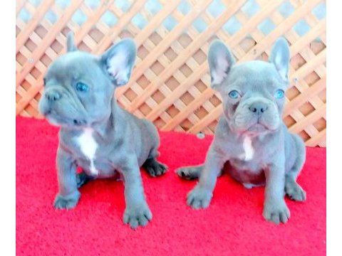 Compact lilac and tan quad french bulldog yavrular izmir