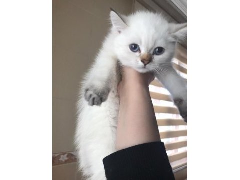 Maviş gözlü kalite british shorthair yavruları