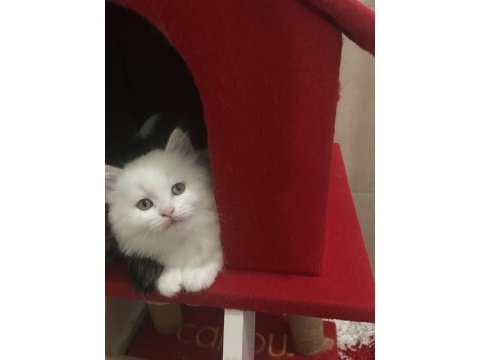 Pamuk babasının british longhair yavruları