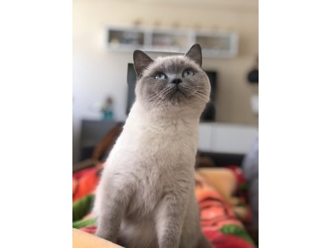 British shorthair kedisi
