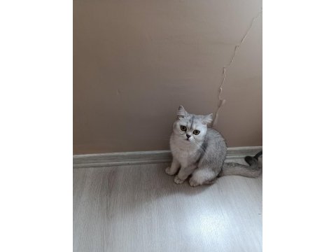 British shorthair kedimize güzel bir aile arıyoruz