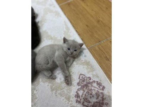 Kendi kedilerim oyuncu ve çok tatlı scottish fold