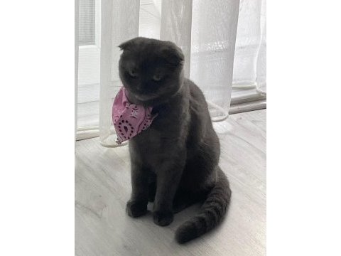 5 aylık dişi aşıları yapıldı sakin oyuncu