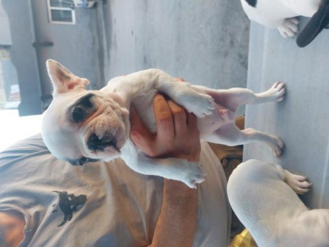 French bulldog 60 günlük mama yiyor 2 dişi 1 erkek yavru