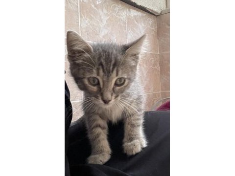 2 aylık kimsesiz tekir kediye acil yuva arıyoruz