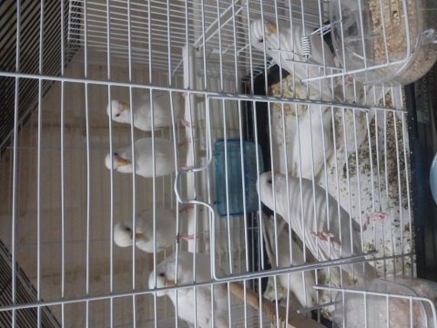 Albino muhabbet kuşu