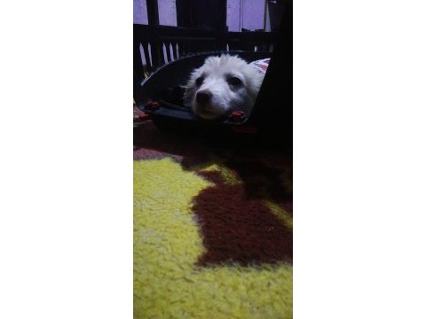 Dünya güzeli köpeğimiz arya