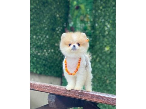 Sevimli pomeranian boo yavruları