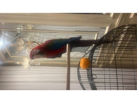 Ara macaw papağanı