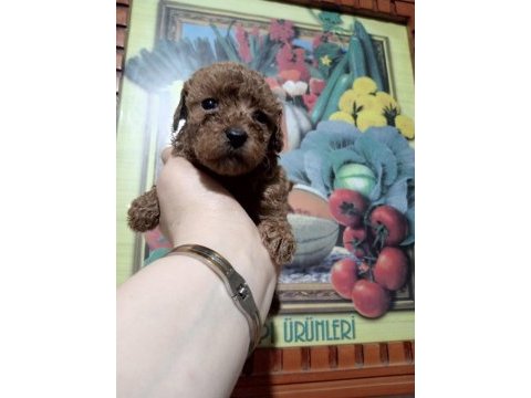 Toy poodle yavrular