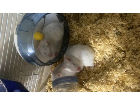 Hamster yavrularımız 