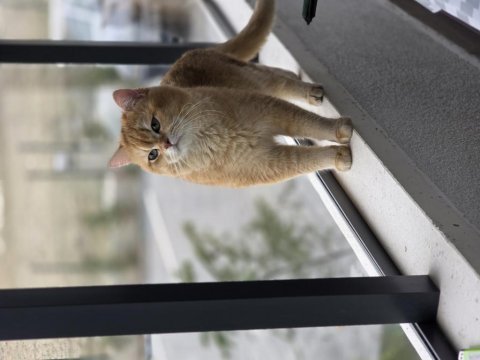 Şecereli şampiyon british shorthair golden (görüşülür)