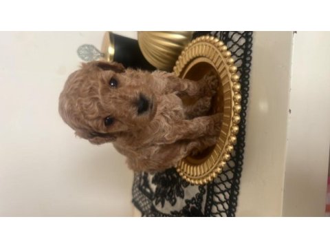 Sevimli mini toy poodle yavrularımız