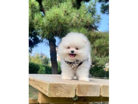 Safkan pomeranian boo bebekler