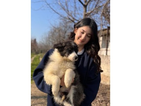 Border collie böyle yavru görülmedi