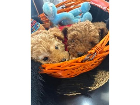 Safkan toy poodle