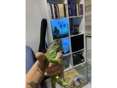 Evcil satılık çipli iguana