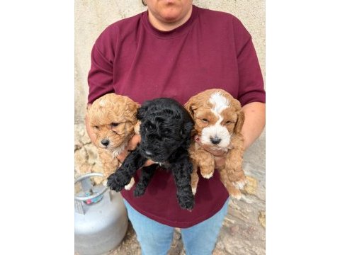 Sevgi dolu maltipoo yavrular yeni ailesini arıyor