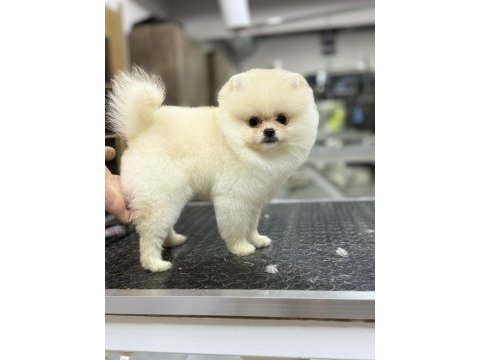 Safkan garantili pomeranian yavrular