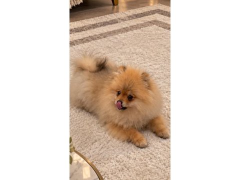 Pomeranian teddy bear boo