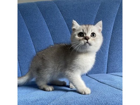 İnsan delisi british shorthair silver bebek