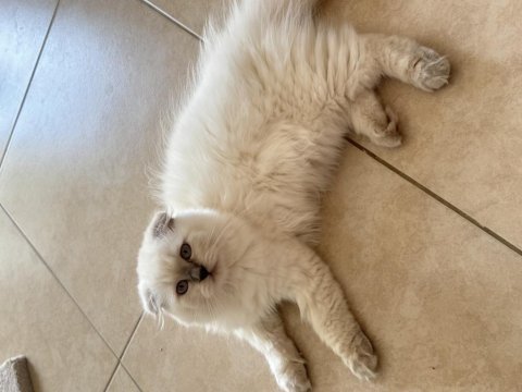 Scottish fold longhair